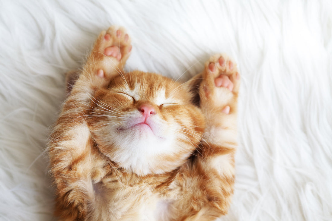 Should Your Pet Sleep in Your Bed? Here’s What to Know—and How to Keep It Clean